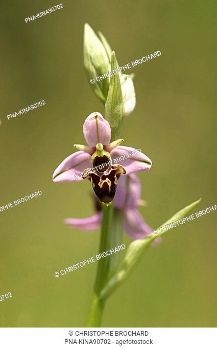 Woodcock orchid Ophrys scolopax - Le Coudret , Charente-maritime, Poitou-Charentes, France, Europe