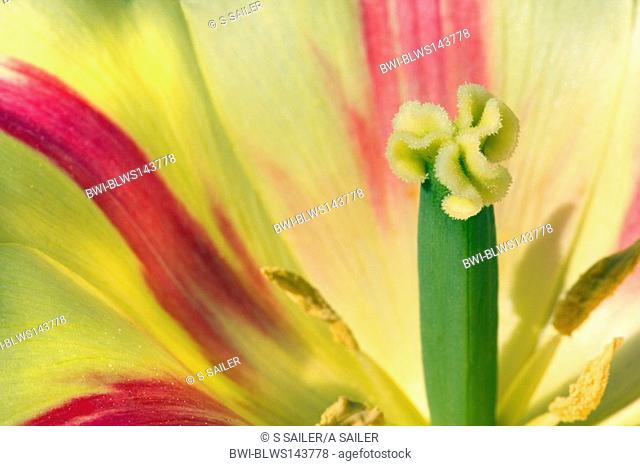 common garden tulip Tulipa gesneriana, detail of a yellow and red coloured tulip