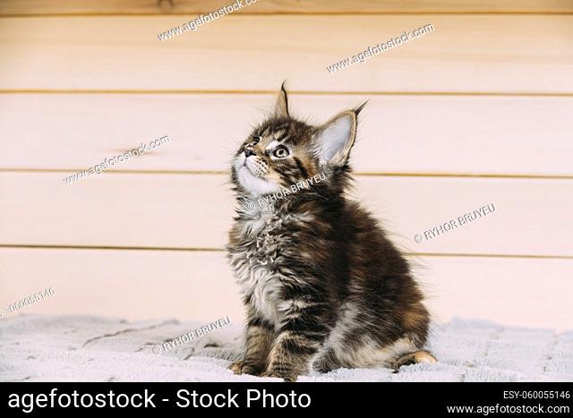 Funny Curious 10 Week Old Classic Black Tabby Young Maine Coon Kitten Cat Sitting At Home Sofa. Coon Cat, Maine Cat, Maine Shag at Home