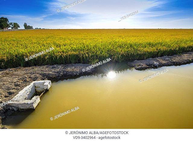 Rice fields in the Guadalquivir river delta near Los Palacios y Villafranca, Sevilla province. Southern Andalusia, Spain. Europe