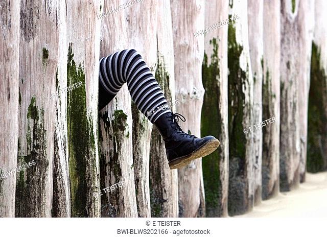 leg with striped socks and combat boots between wooden groyne, Netherlands, Zeeland
