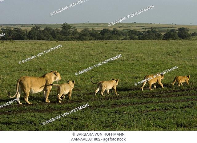 Lioness and cubs walking in plains, Masai Mara Natl Reserve, Kenya