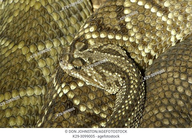 Neotropical rattlesnake (Crotalus durissus) Captive. Native to Central and South America, Reptilia reptile zoo, Vaughan, Ontario, Canada