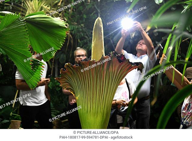 17 August 2018, Germany, Dortmund: Visitors photograph the titanium root (Amorphophallus titanum) in the Botanical Garden