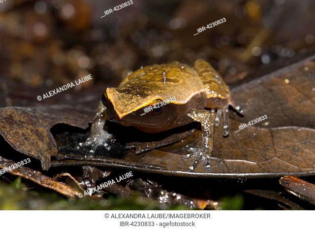 Narrow mouthed frog (Plethodontohyla notosticta), Nosy Mangabe, Madagascar