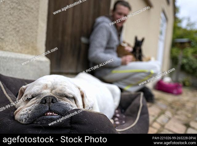 PRODUCTION - 03 October 2022, Brandenburg, Heideblick: A sick bulldog sleeps in a dog bed on Stephanie Badura's farm. In her small private dog hospice...