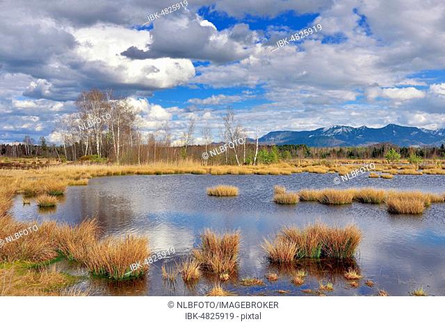 Moorland with cloudy skies, moor pond with Common Club-rushes (Schoenoplectus lacustris) and birches (Betula Pubescens), Chiemgauer Alps in the background