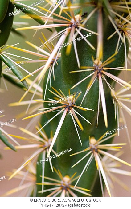 cane cholla Opuntia spinosior