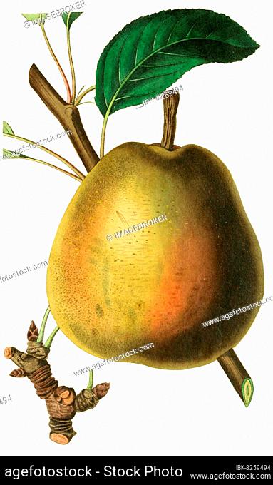 Birne, Birnensorte, the Gilogil Pear, digitale Reproduktion einer Originalvorlage aus dem 19. Jahrhundert, Originaldatum nicht bekannt