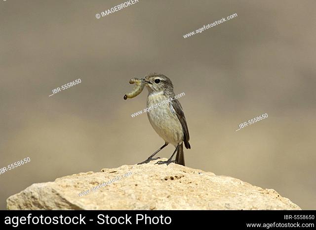 Canary Islands Chat (Saxicola dacotiae) adult female, with caterpillar in beak, perched on rock, Fuerteventura, Canary Islands