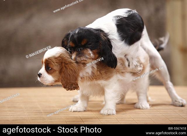 Cavalier King Charles Spaniel, puppy, blenheim, 10 weeks, and King Charles Spaniel, male, tricolour, 6 months, mounted