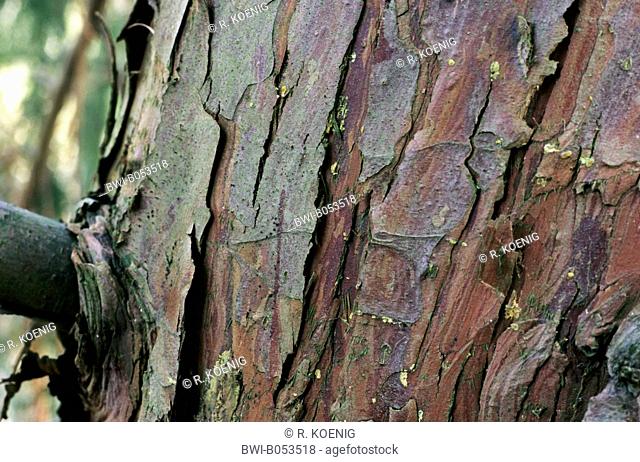 Weeping Yellow-cedar (Cupressus nootkatensis 'Pendula', Cupressus nootkatensis Pendula, Chamaecyparis nootkatensis 'Pendula'