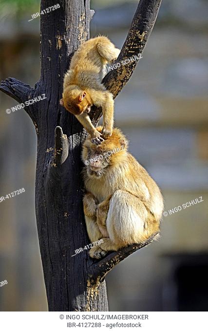 Barbary Macaques (Macaca sylvanus), young playing, captive, native to North Africa