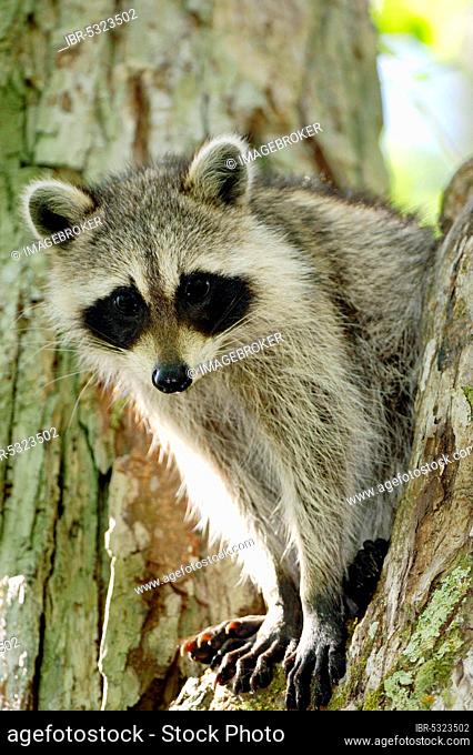 Raccoon (Procyon lotor), Corkscrew Swamp Sanctuary, Florida, USA, North America