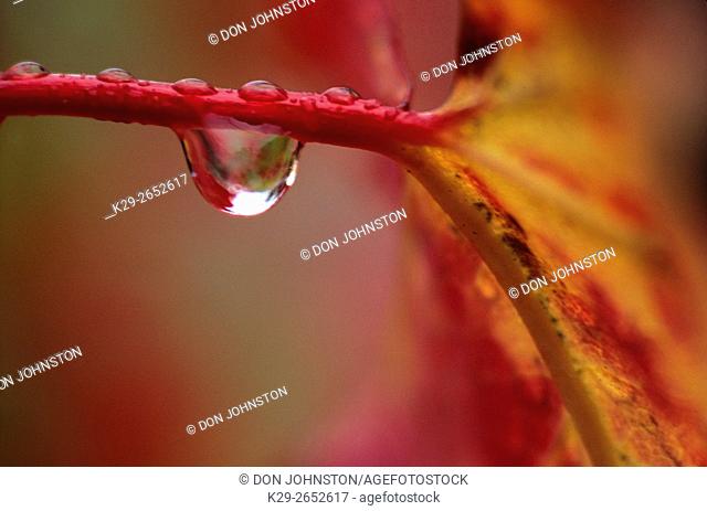 Red maple (Acer rubrum) leaf and petiole with raindrop in autumn, Greater Sudbury, Ontario, Canada
