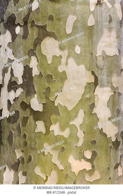 Plane, Sycamore bark (Platanus acerifolia)