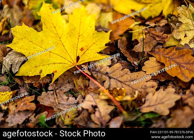 01 November 2023, Saxony, Leipzig: Colorful autumn leaves of maple and oak lie on the meadows in Clara Zetkin Park. The coming days are supposed to remain mild