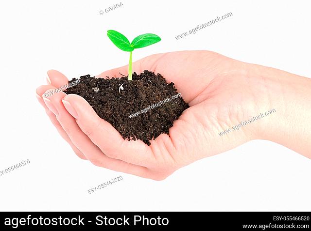 growth, hand, seedling