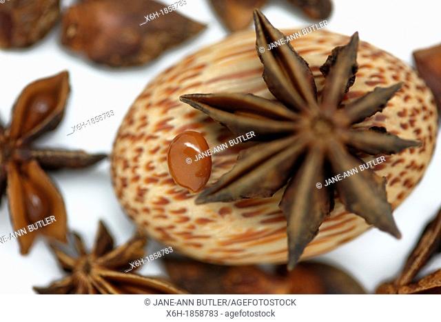 star anise seed with its distinctive flavour of aniseed