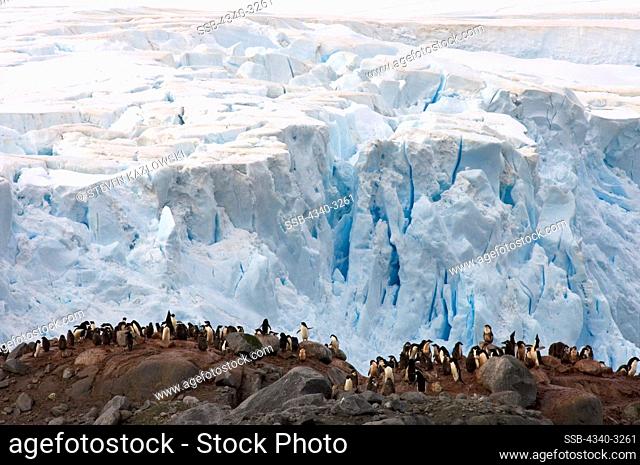 Antarctica, Antarctic Peninsula, Adelie penguin (Pygoscelis Adeliae), colony