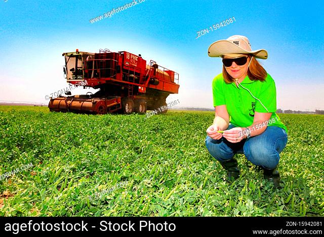 Johannesburg, South Africa - October 27 2010: Commercial Pea Farming with a Combine Harvester