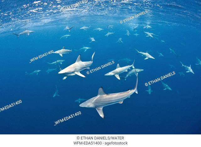 Group of Blacktip Sharks, Carcharhinus limbatus, Raja Ampat, West Papua, Indonesia