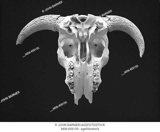 Cow skull, with horns, on black background