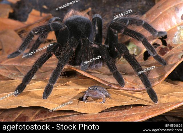 Adult Peruvian tarantula (Pamphobeteus spec.) walking over the dotted humming frog (Chiasmocleis ventrimaculata) without preying on it