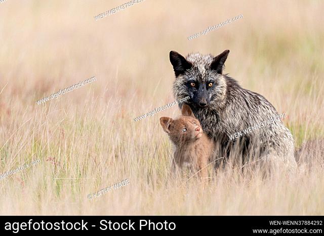 ALLROUNDERWildlife photographer Kathy Wade captured the adorable moment this young Kit fox stood close to its mother soon after leaving its den early in the...