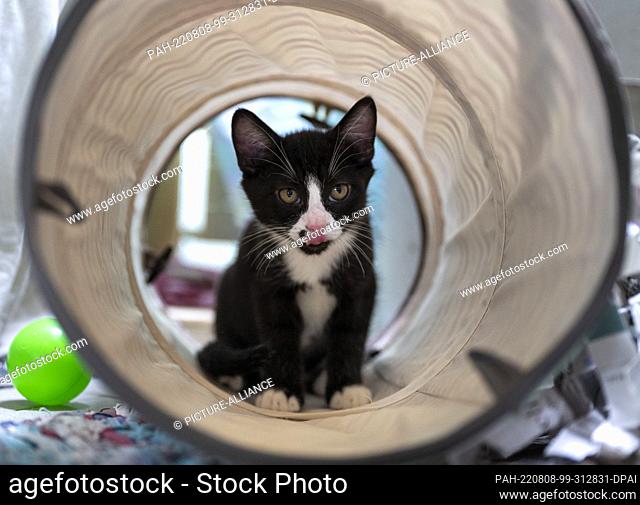 05 August 2022, Berlin: A young cat sits in a rustle tunnel at the Mother and Child Cat House at the Berlin Animal Shelter