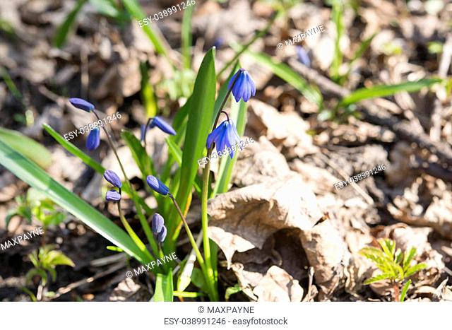 Scilla flowers on green background (Siberian squill)