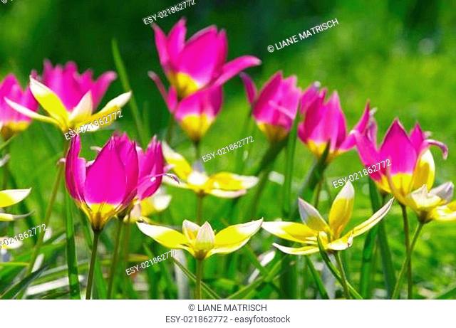Wildtulpe - wild tulip 07