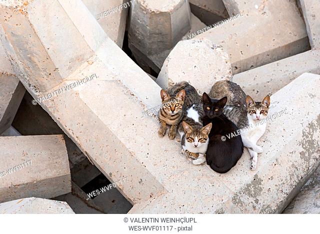 Sultanate Of Oman, Matrah, cats on breakwaters