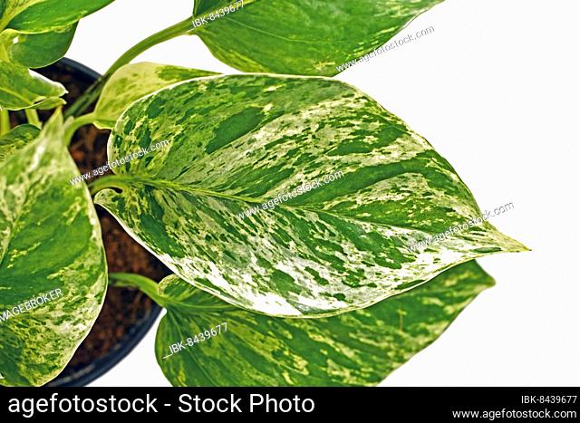 Close up of tropical 'Epipremnum Aureum Marble Queen' houseplant leaf with white spots isolated on white background