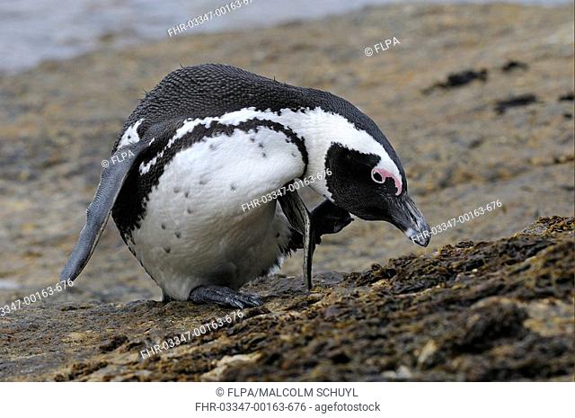 Jackass Penguin Spheniscus demersus adult, scratching neck with foot, Simon's Town, Cape Peninsula, South Africa