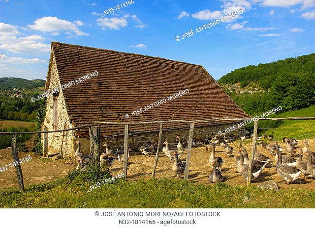 Belcastel, Farm Geese, France, Dordogne, Quercy, Perigord geese, Europe
