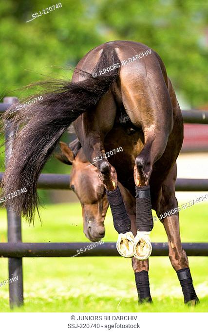 Oldenburg Horse. Chestnut stallion leaping on a pasture. Germany