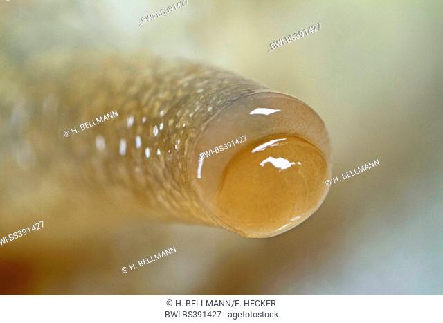 Roman snail, escargot, escargot snail, edible snail, apple snail, grapevine snail, vineyard snail, vine snail (Helix pomatia), eye on feeler, Germany
