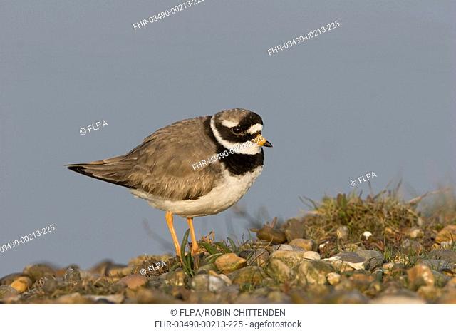 Ringed Plover Charadrius hiaticula adult male, summer plumage, standing on shingle, Salthouse, Norfolk, England