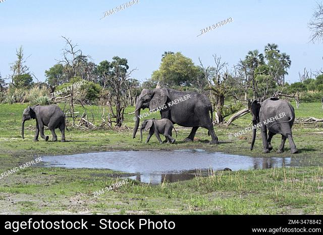 African elephants (Loxodonta africana) with a baby elephant walking through the landscape in the Gomoti Plains area, a community run concession