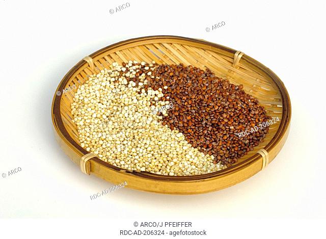 Quinoa, Chenopodium quinoa