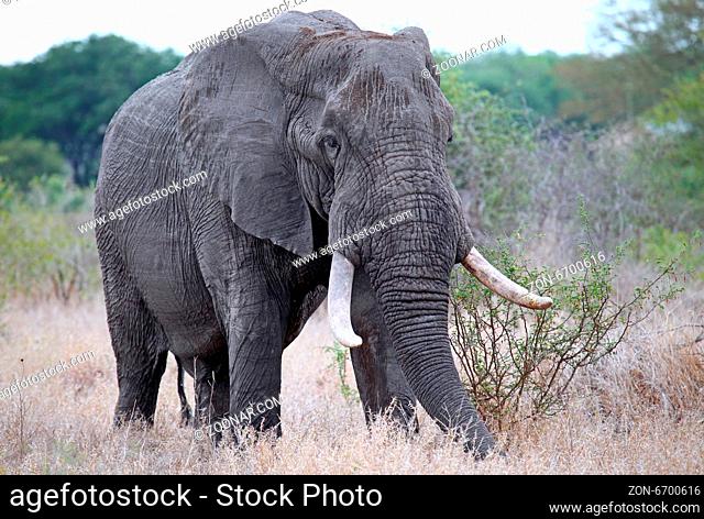 Elefantenbulle im Kruger Nationalpark Südafrika; big african elephant south africa, wildlife