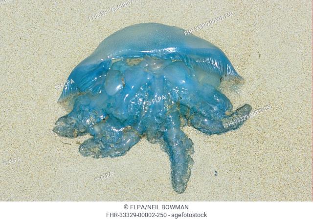 Blue Blubber Castostylus mosaicus Stranded - SE Queensland, Australia