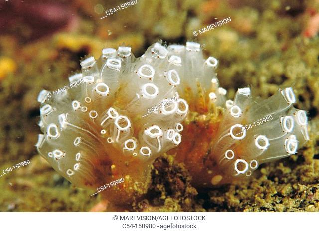 Tunicate (Synoicum pulmonaria). Galicia, Spain