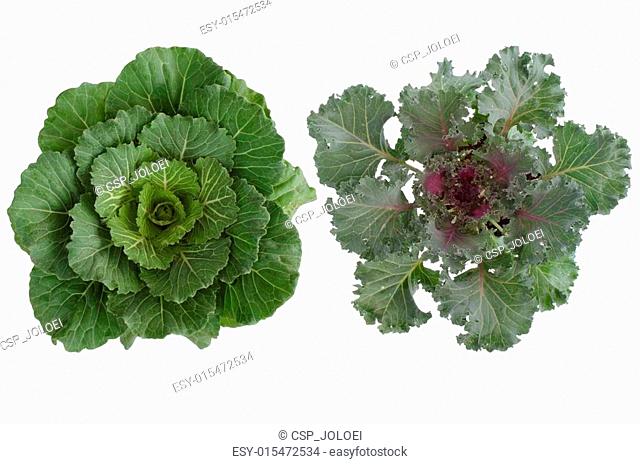 Longlived Cabbag (Brassica hybrid cv. Pule) isolated on white b