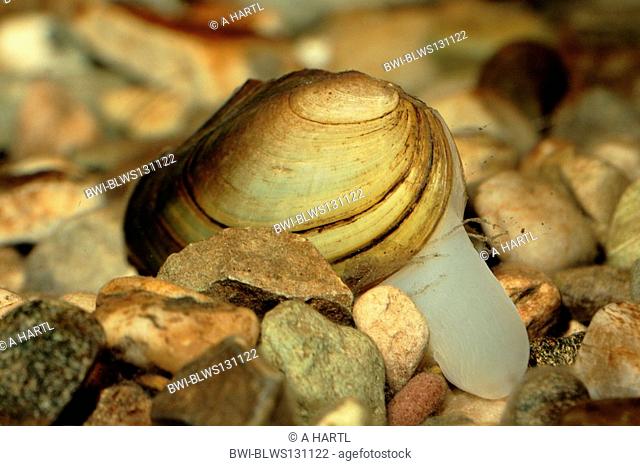 compressed river mussel Pseudoanodonta complanata, moving with her foot over gravel, Germany, Bavaria, Isental