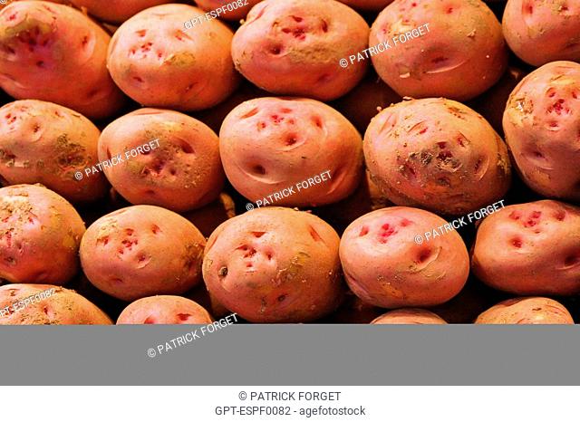 STAND OF SWEET POTATOES AT THE MARKET 'LA BOQUERIA', CULINARY TEMPLE BECOME ONE OF THE BIGGEST MARKETS IN EUROPE, 'EL RAVAL' NEIGHBORHOOD, BARCELONA