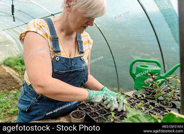 Farmer wearing gloves working in organic farm