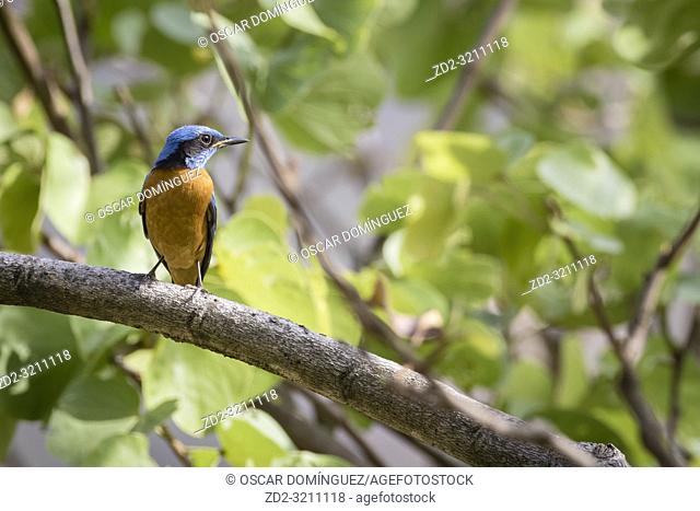 Blue-capped Rock-thrush (Monticola cinclorhyncha), male perched on branch. Pangot. Nainital district. Uttarakhand. India