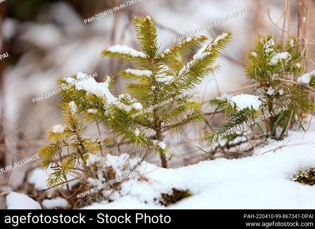 10 April 2022, Saxony-Anhalt, Drei-Annen-Hohne: A young spruce grows on a snow-covered tree stump. In the night to Sunday